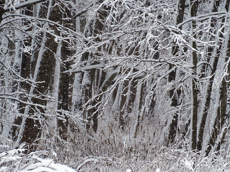 树枝上的雪