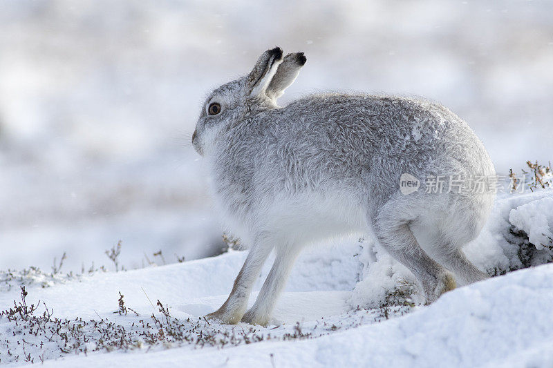 山兔(野兔)，苏格兰