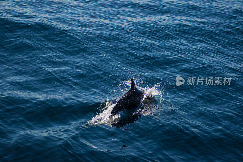 海豚在水里玩耍