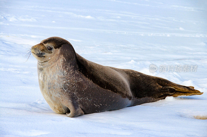 南极洲欺骗岛上的威德尔海豹