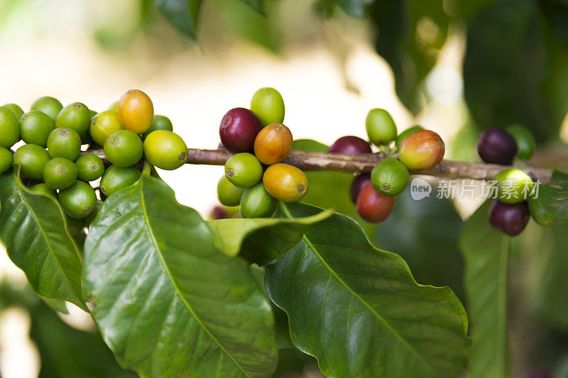 树枝上的生咖啡豆