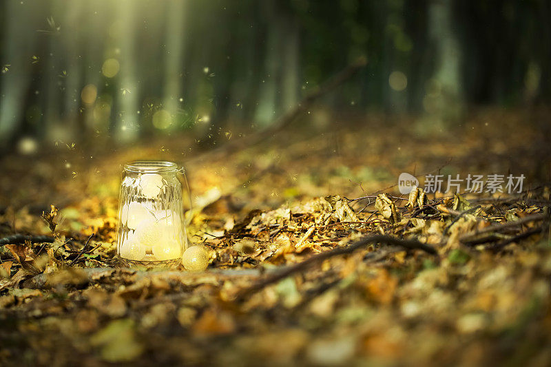 神奇的仙女森林里有萤火虫和一盏明亮的灯，神秘的灯笼在一个超现实的森林里有干燥的树叶和梦幻的灯