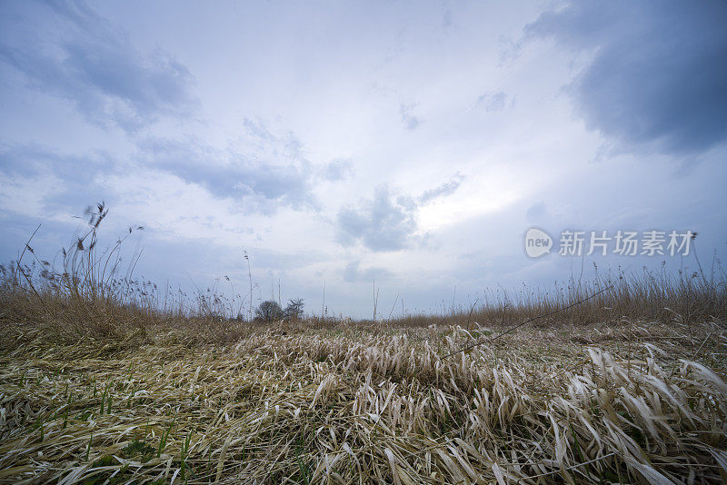 平芦苇下雨云