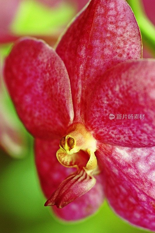 特写兰花花，绿色背景(垂直)