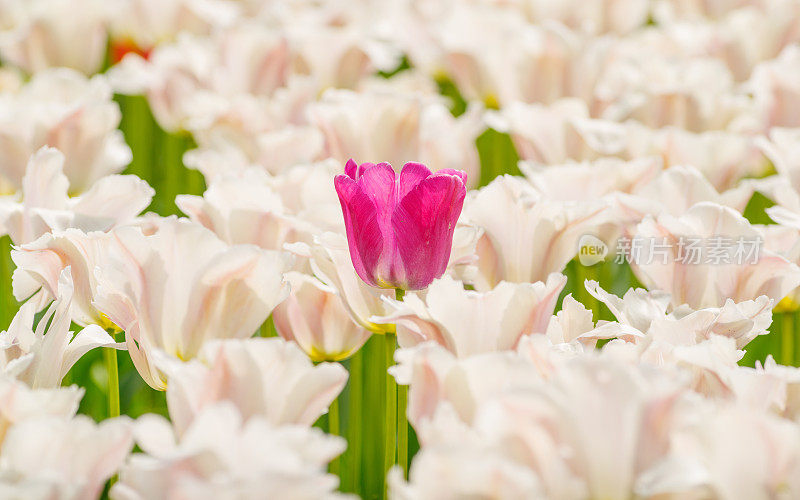 春季花卉系列，美丽的郁金香在郁金香田，模糊的前景和背景。