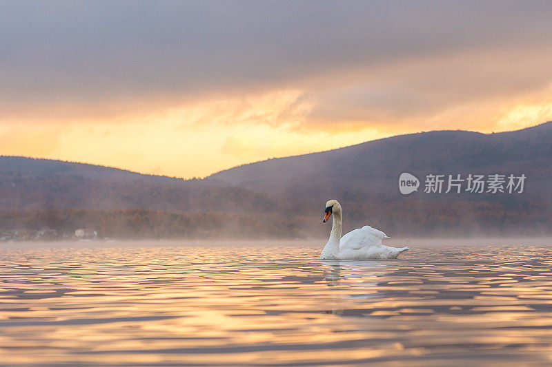 白天鹅在以富士山为背景的山中湖感受浪漫和爱情
