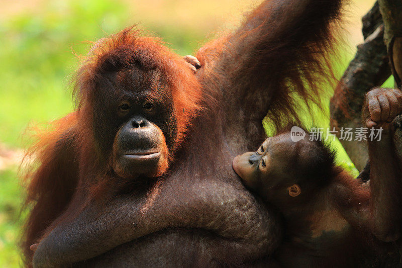 猩猩用母乳喂养她的婴儿
