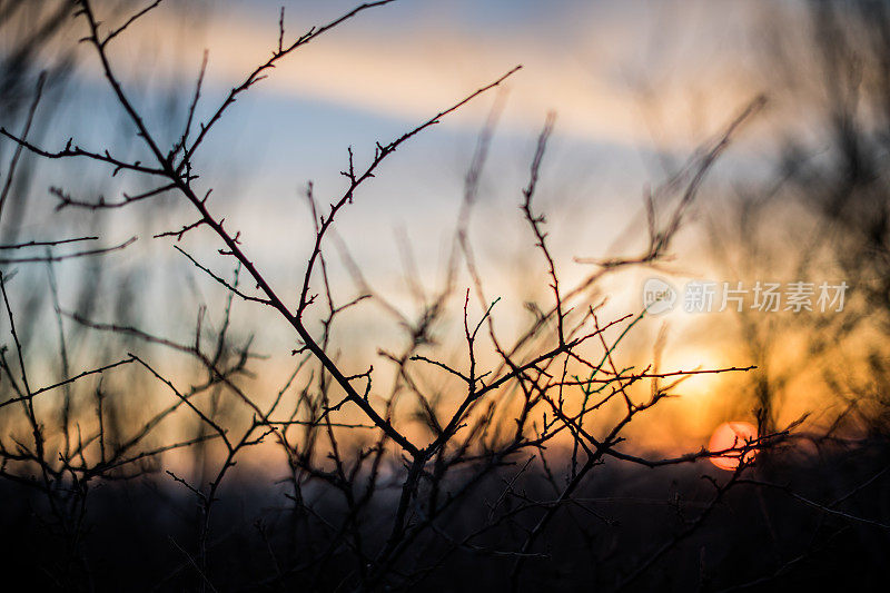 夕阳下光秃秃的树枝