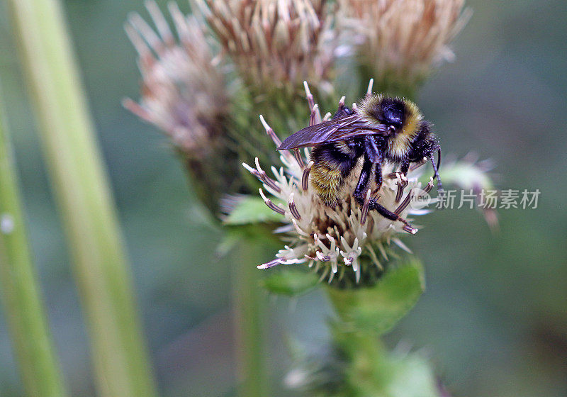大黄蜂在寻找花粉