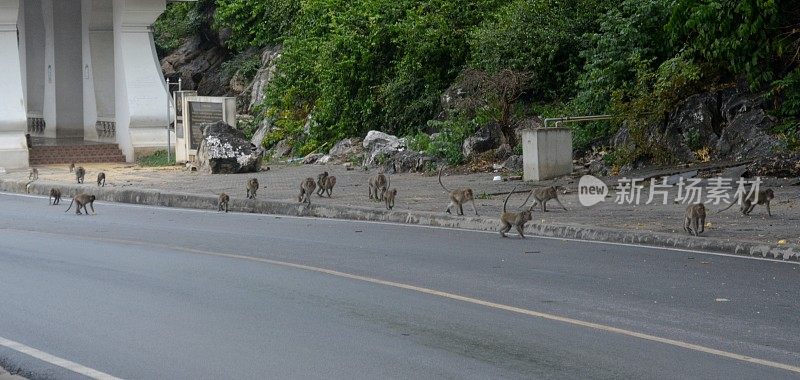 猴子和流浪狗在泰国的普拉楚布基里汗街头