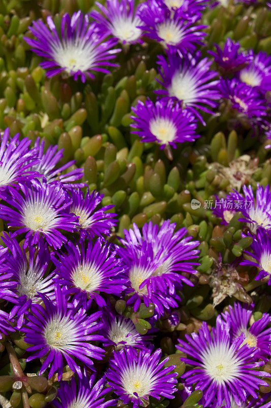 Delosperma