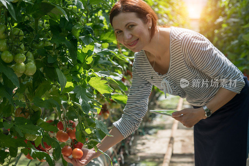 在温室里收获西红柿的妇女