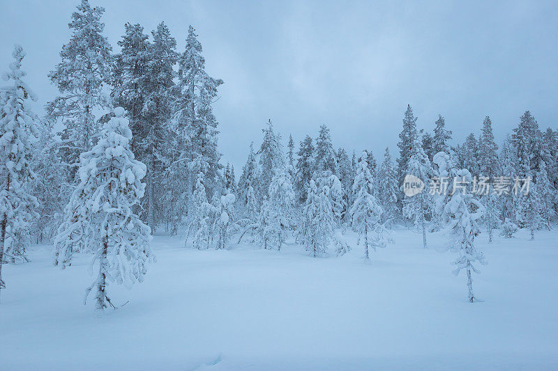 白霜和雪覆盖着每一寸小树苗