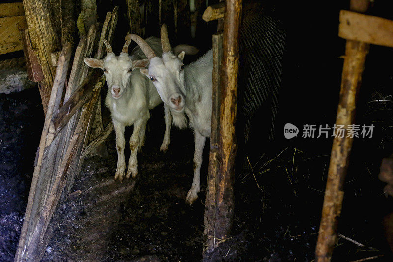 农场马厩里的山羊