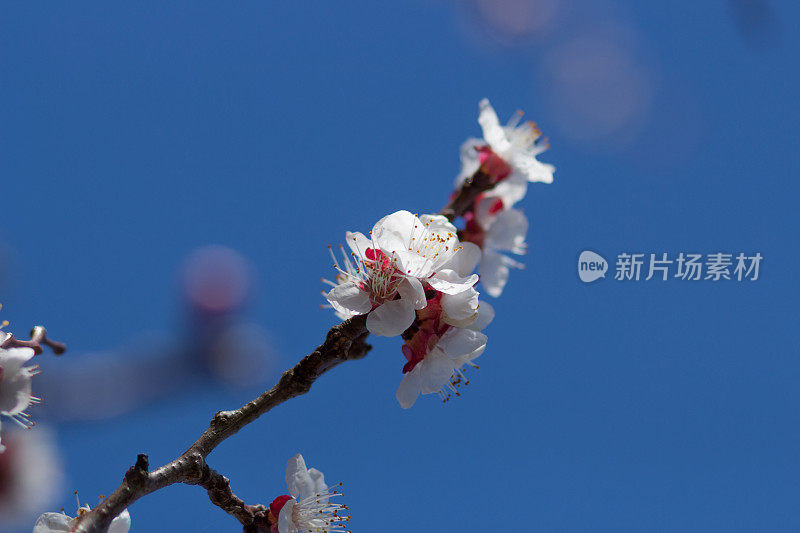 春天的树木在湛蓝的天空下开花