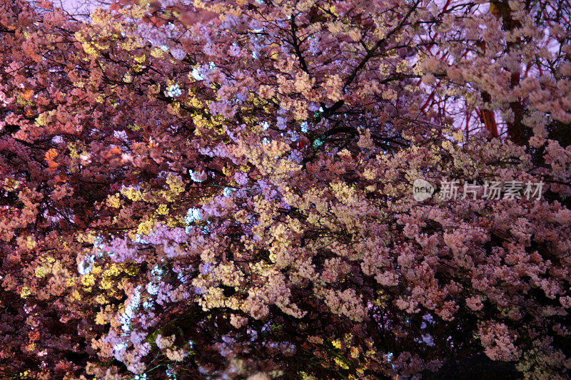 五彩缤纷的花朵