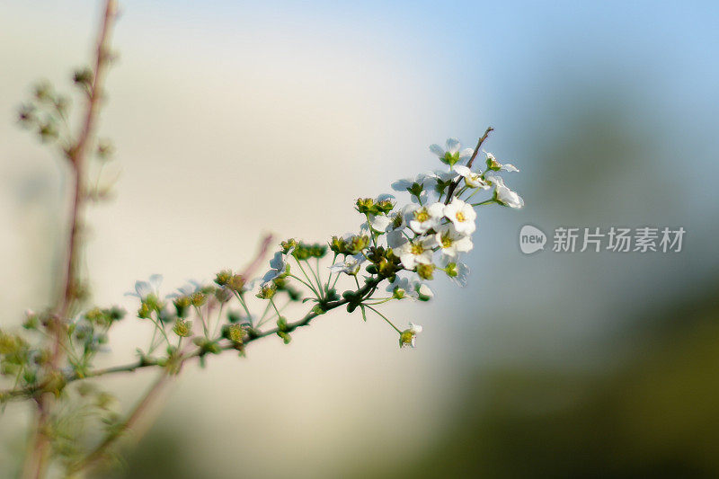 春天的野花