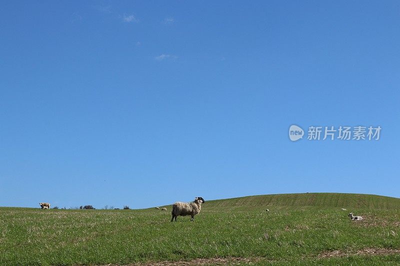 苏格兰乡村田野里的绵羊和羊羔