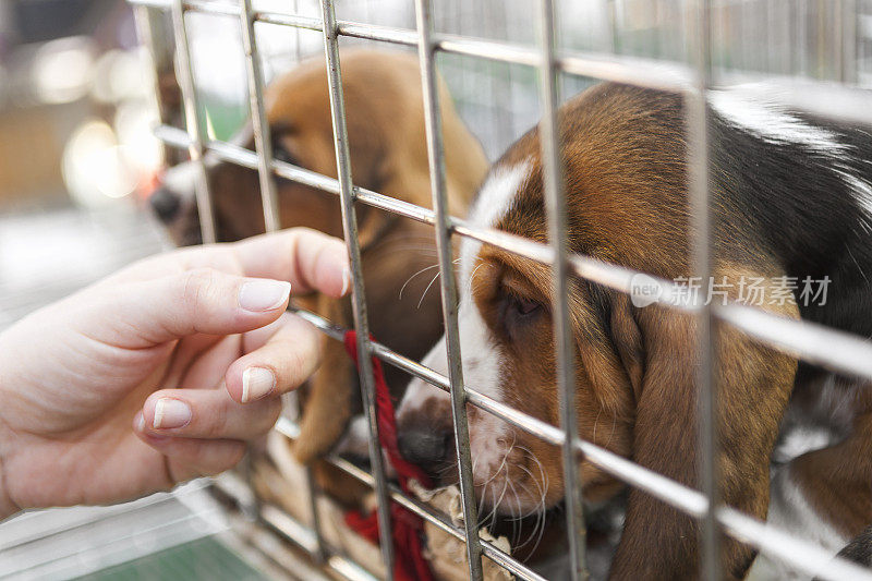 集市上的小巴吉度猎犬