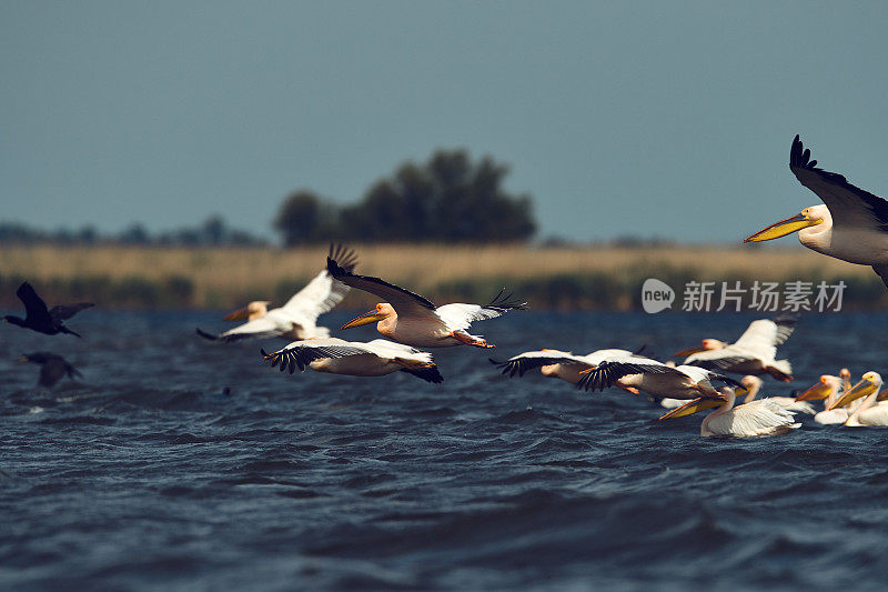 鹈鹕在夏日飞翔