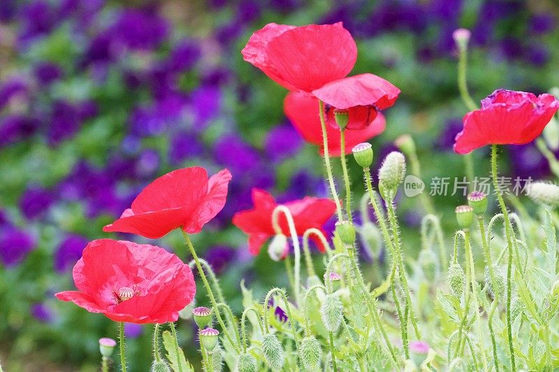 鲜艳的红色罂粟花头和野花草地-放松景观