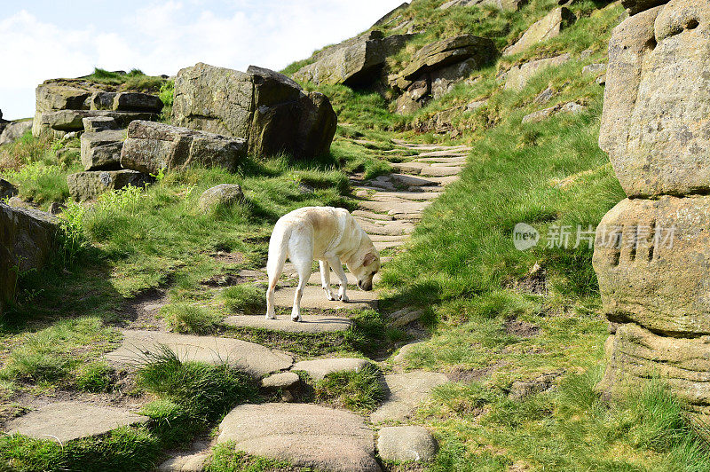 和一只拉布拉多寻回犬在皮克区徒步旅行