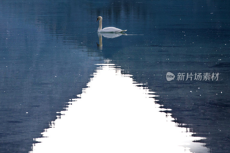 意大利加尔达湖——一只天鹅游进湖中