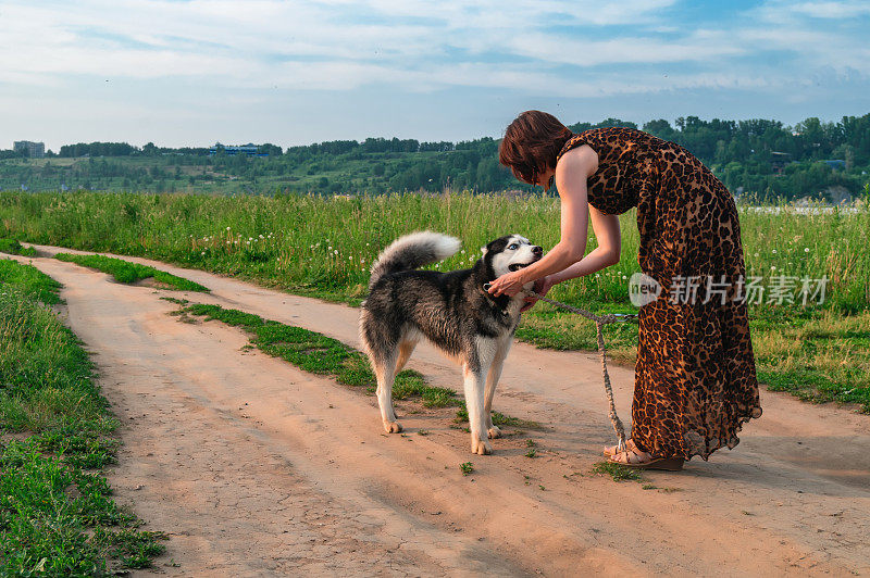 主人给哈士奇穿上项圈。女主人把皮带系在西伯利亚哈士奇的项圈上。概念与宠物在公园散步。