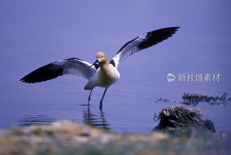 美国Avocet显示