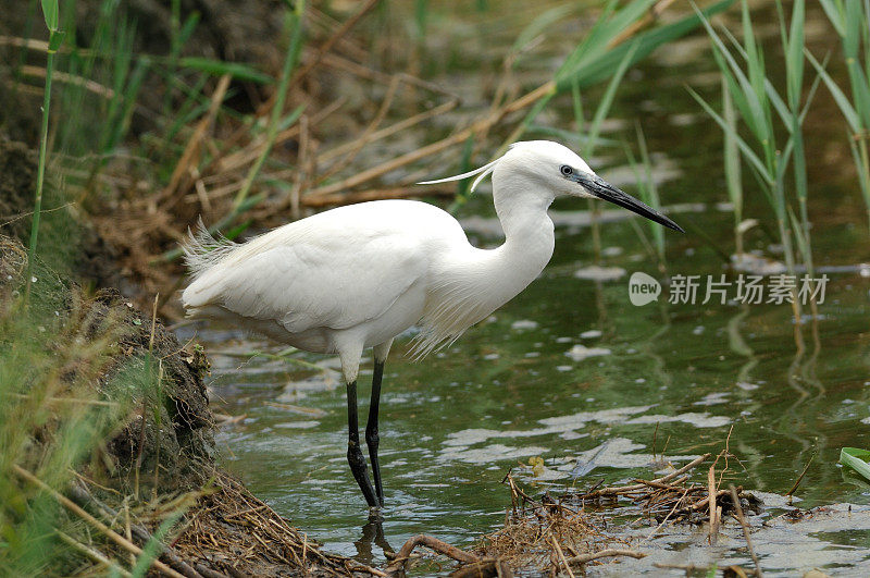 小白鹭(白鹭)