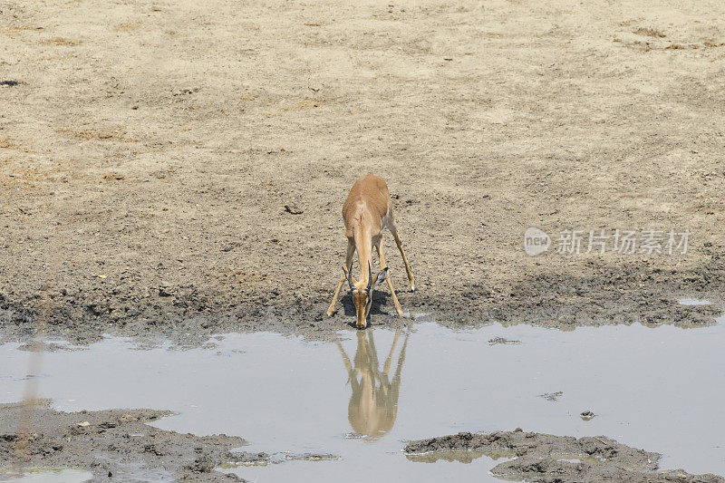 年轻的雄性黑斑羚在津巴布韦Masuma大坝水坑