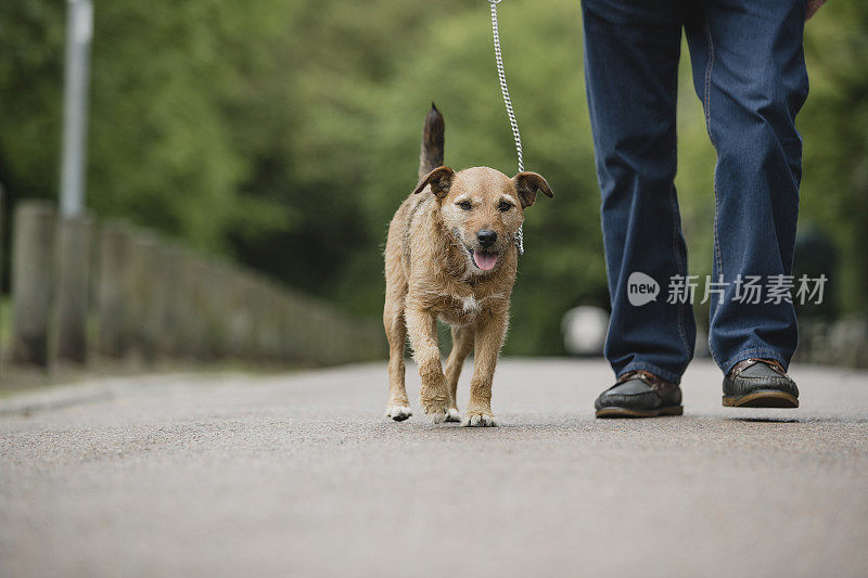 老主人遛着梗犬