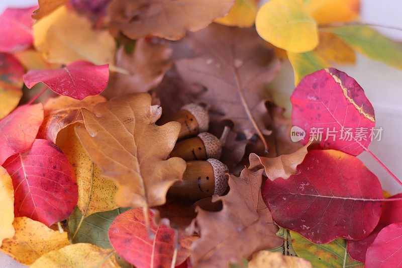 橡子睡在橡树叶的床上