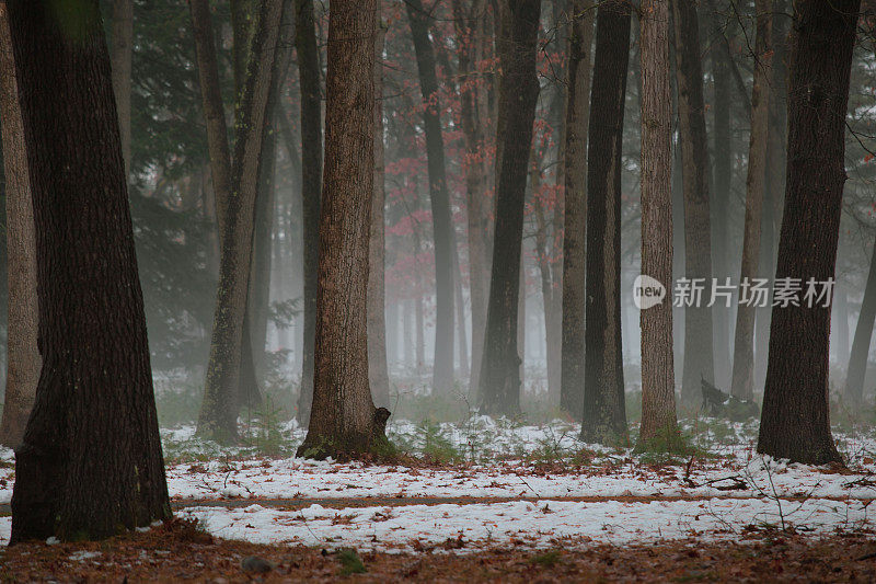 秋天的雾雪森林