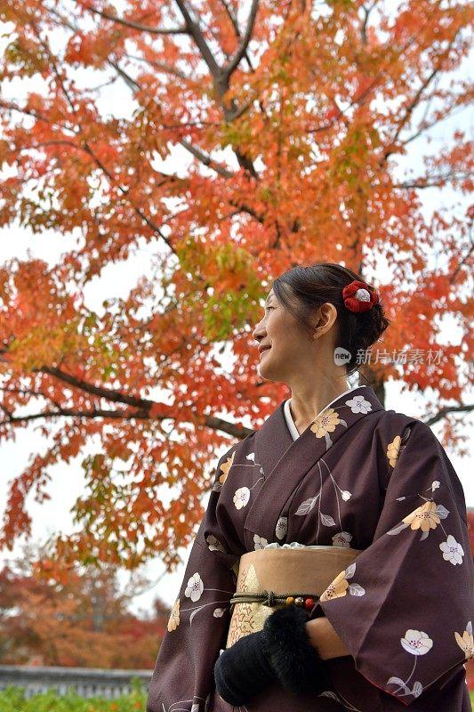 穿着和服的日本妇女在京都欣赏彩色的枫树