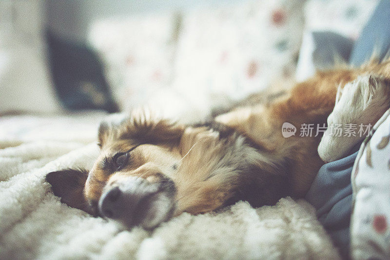 甜美的、昏昏欲睡的、毛茸茸的边境牧羊犬在沙发上休息