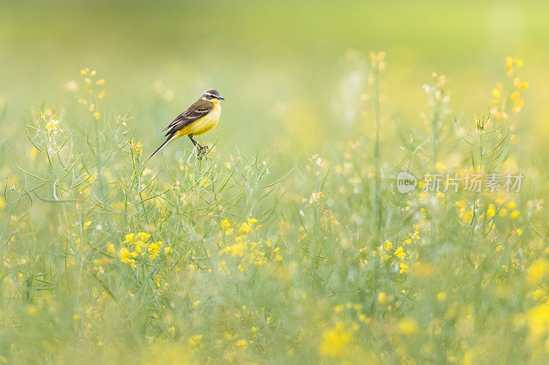 西部黄wagtail(莫塔西拉黄)