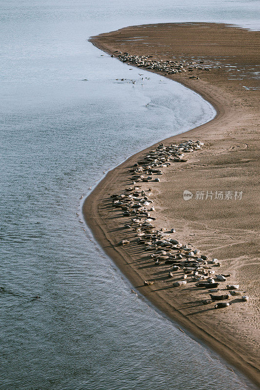 一大群海豹在俄勒冈海岸晒太阳