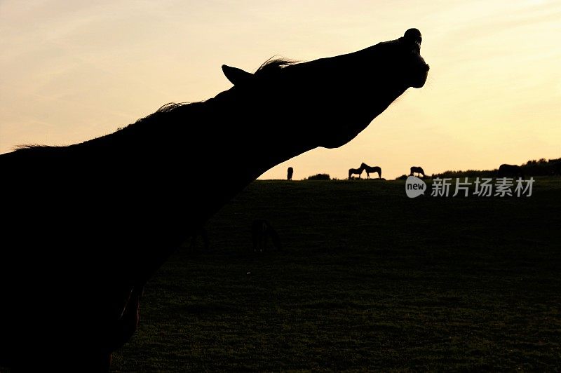 黎明时的Flehmen马