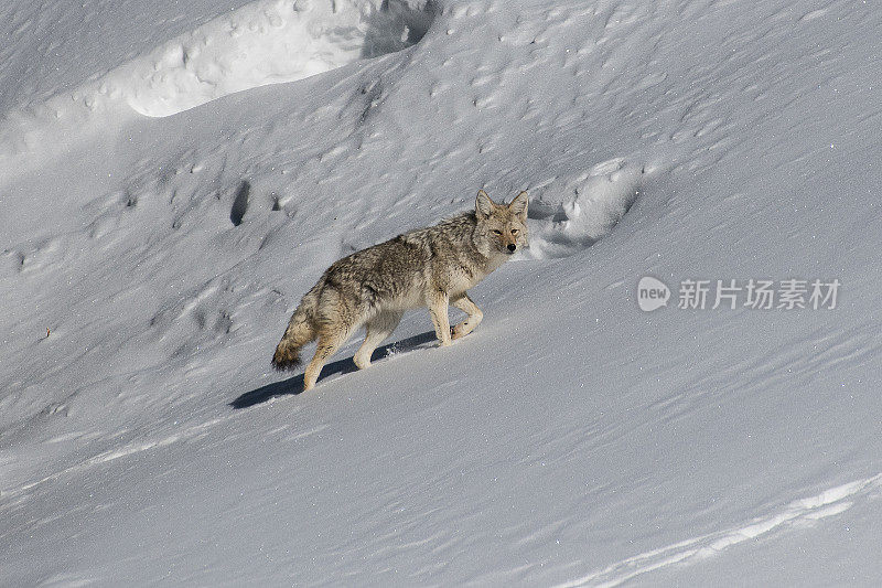 在黄石公园，一只土狼正在穿越三月深冬的积雪