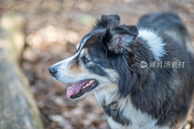 友好的边境牧羊犬