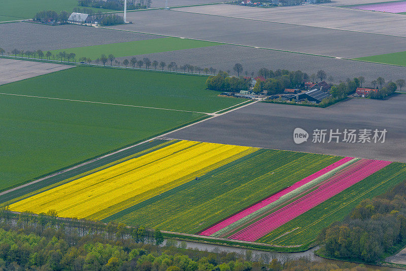 荷兰春季郁金香花海的鸟瞰图