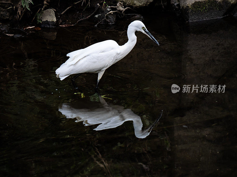小白鹭，又名小白鹭，在日本的一条河里钓鱼