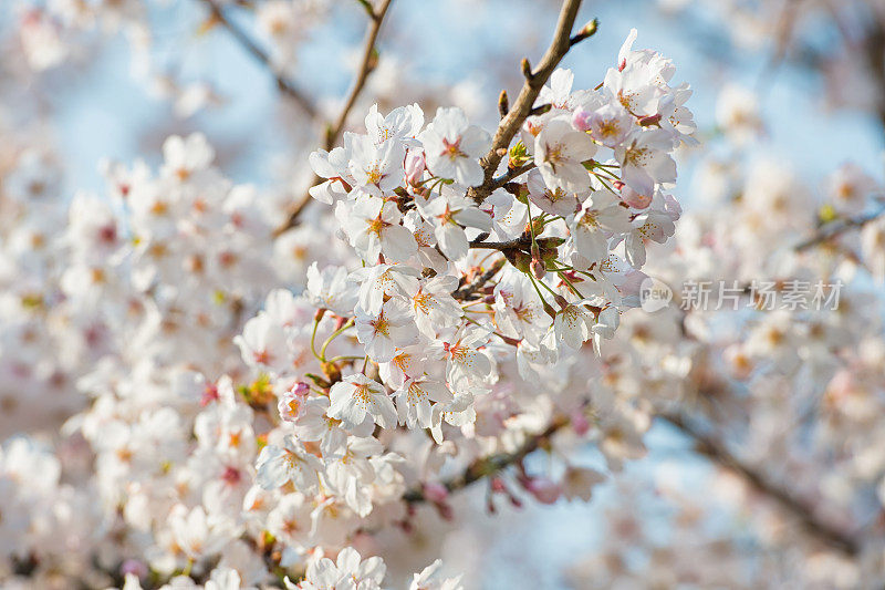 樱花