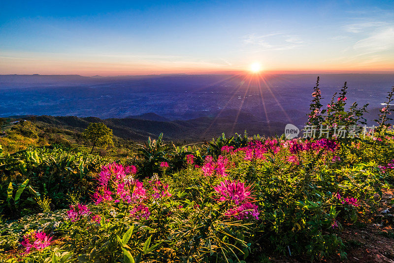 日出在鲜花盛开的山上