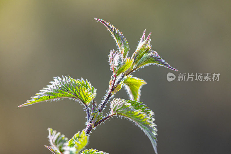 荨麻的形象在春天，新叶在阳光下