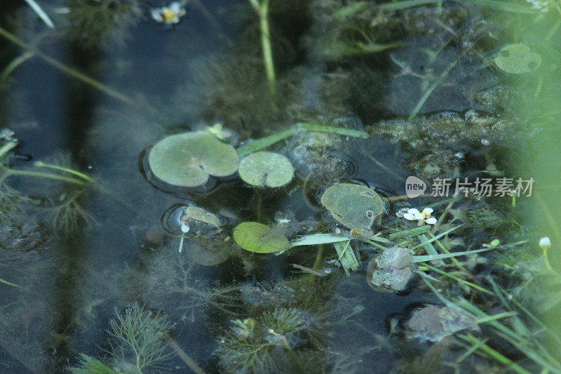 水草和药草