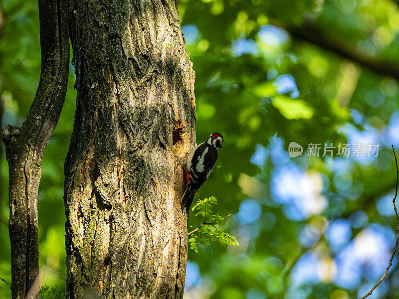 小斑点啄木鸟