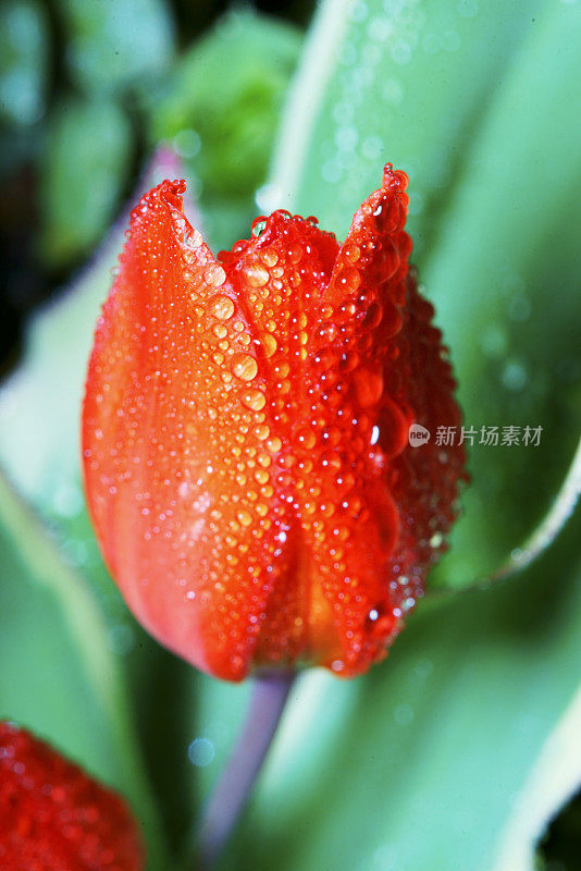 单朵郁金香与雨滴特写，加拿大