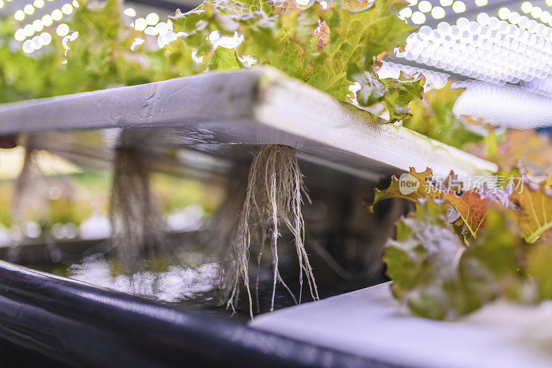 室内农用植物架下的根结构